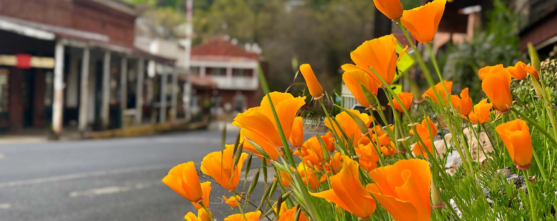amador city with poppies in the foreground