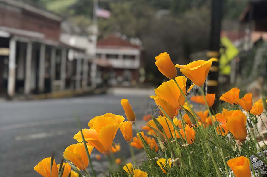 amador-city-highway-49-poppies