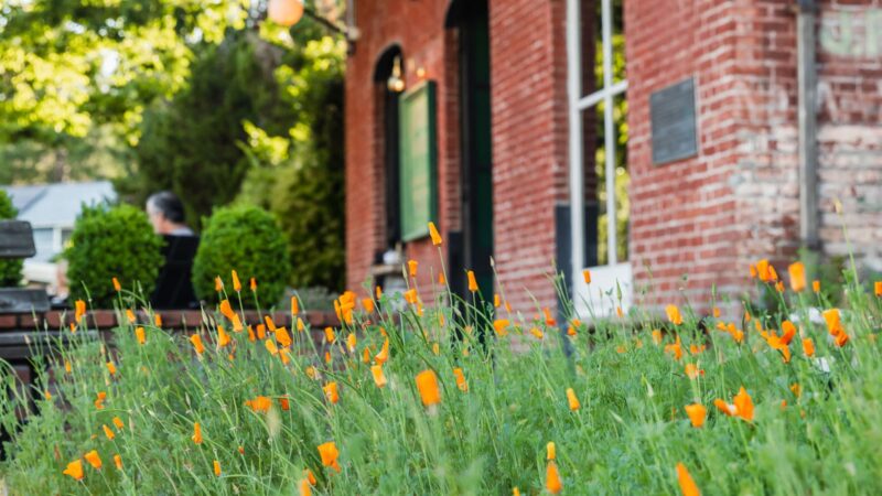 poppies and brick building