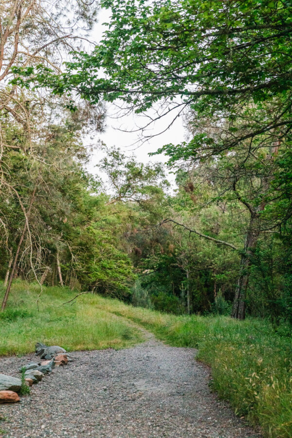 path through forest