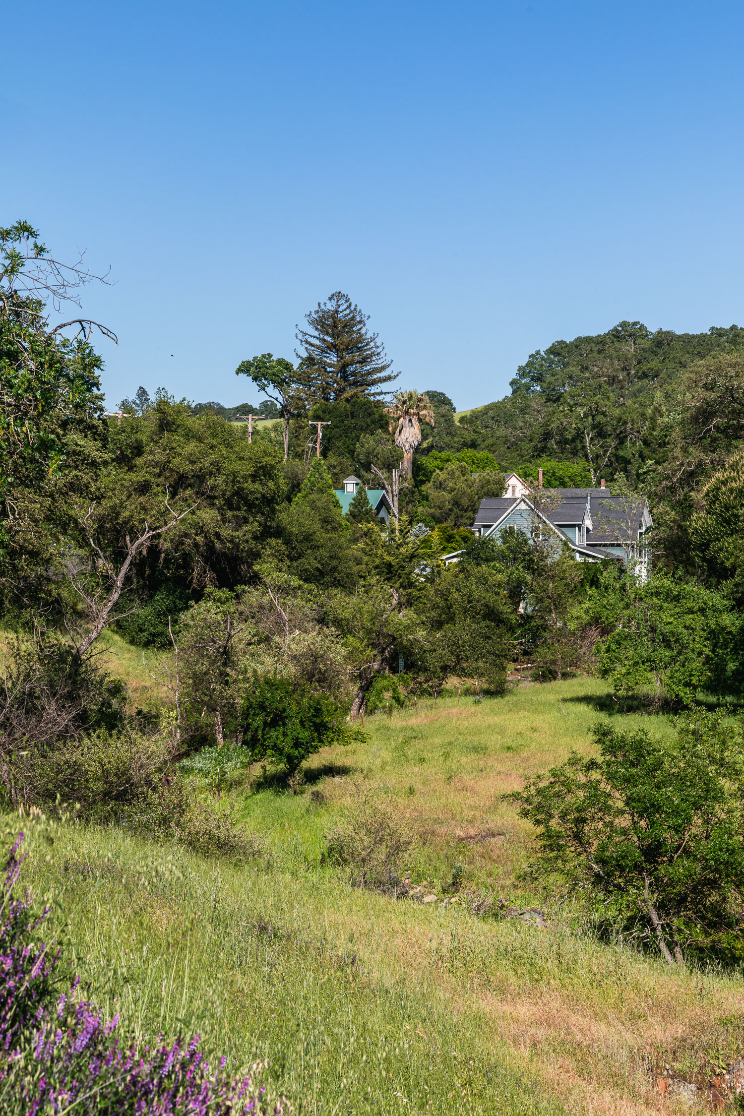 rural scene with houses behind trees