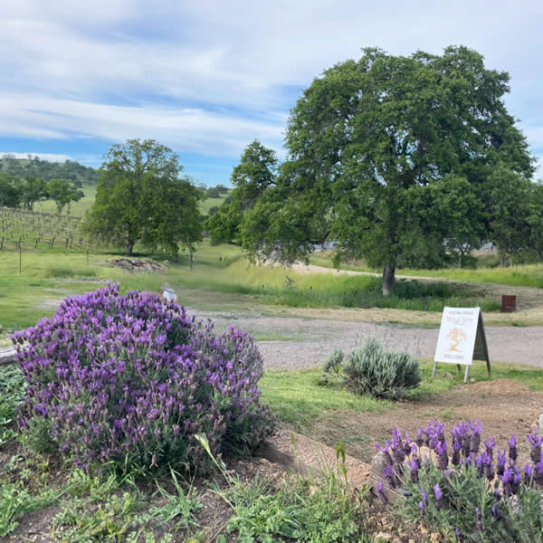 wine tree farm amador city